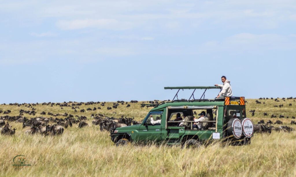 divulge adventures wildebeest migration safari