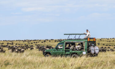 divulge adventures mara wildebeest migration safari