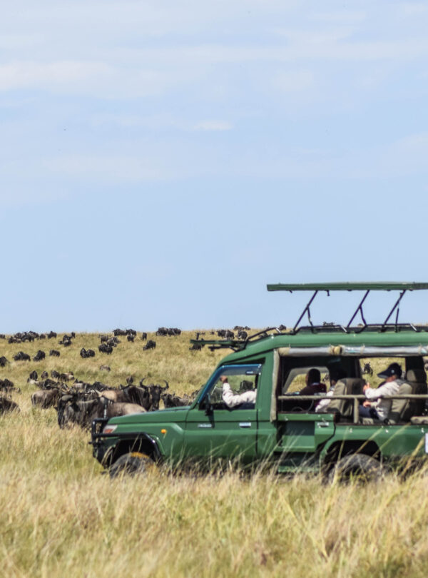 divulge adventures wildebeest migration safari