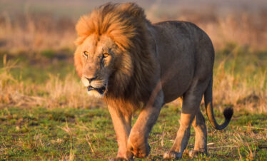 divulge adventures kenya and tanzania safari