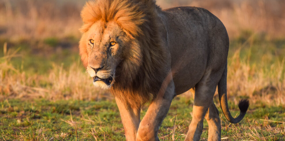 divulge adventures kenya and tanzania safari