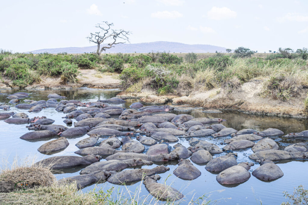 divulge adventures kenya and tanzania safari