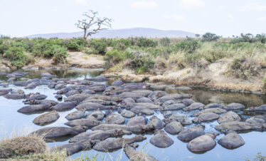 divulge adventures kenya and tanzania safari