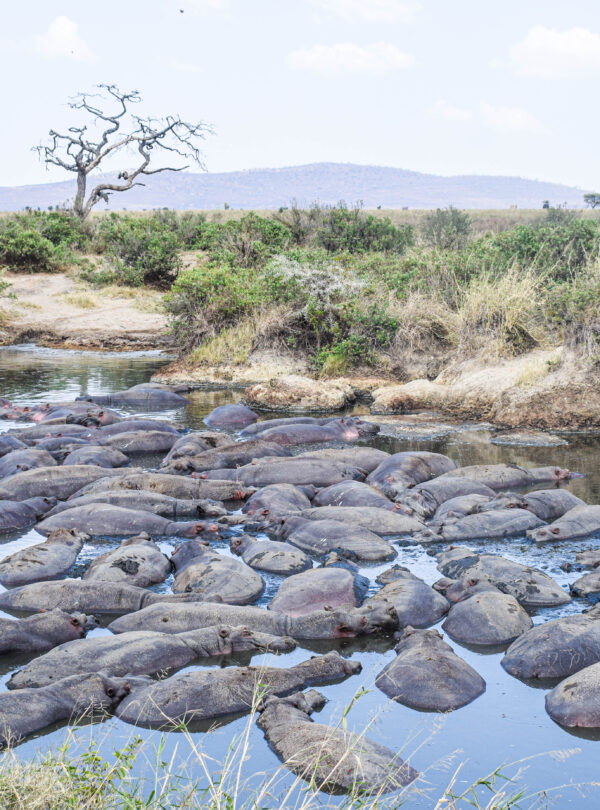 divulge adventures kenya and tanzania safari