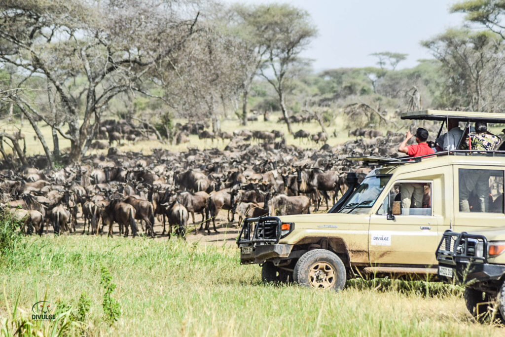6 day Amboseli and Masai Mara safari: wildebeest migration herds in Kenya
