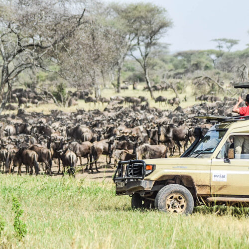 6 day Amboseli and Masai Mara safari: wildebeest migration herds in Kenya