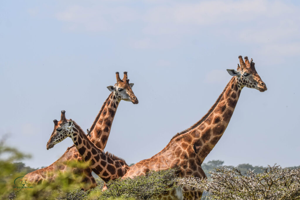 divulge adventures kenya and tanzania safari