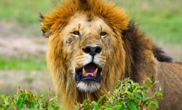 divulge adventures wildebeest migration safari