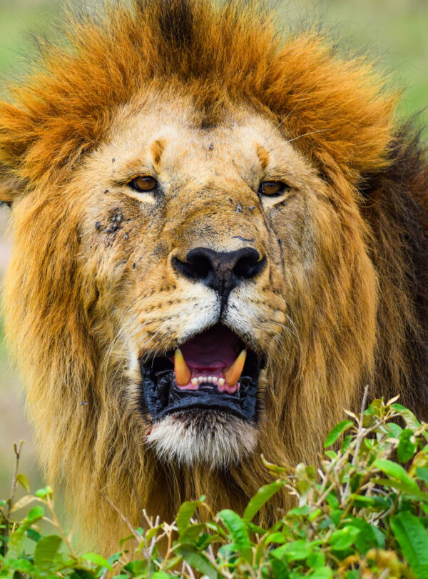 divulge adventures wildebeest migration safari