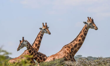 divulge adventures kenya and tanzania safari