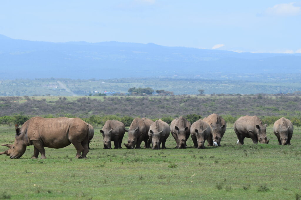 divulge adventures solio game reserve safari