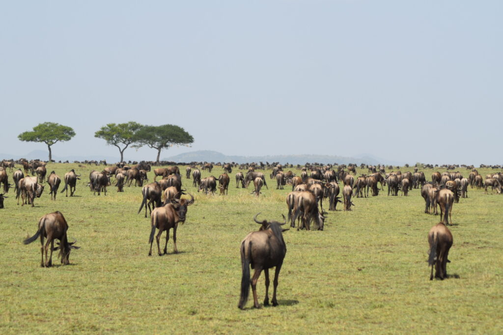 divulge adventures kenya wildebeest migration safari