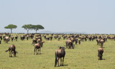 divulge adventures kenya wildebeest migration safari