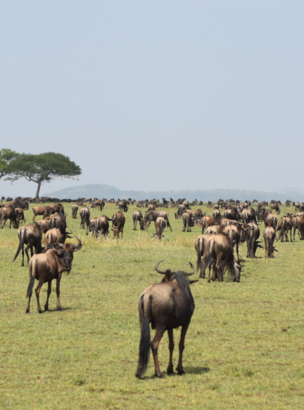 divulge adventures kenya wildebeest migration safari