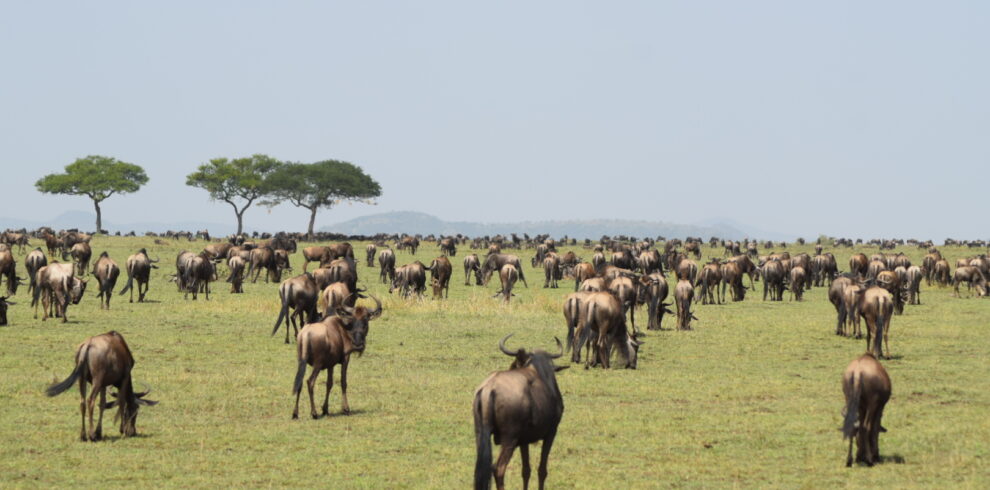 divulge adventures kenya wildebeest migration safari