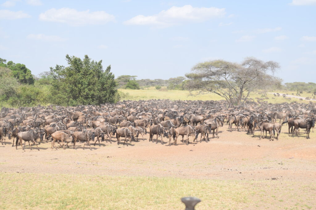 divulge adventures kenya wildebeest migration safari