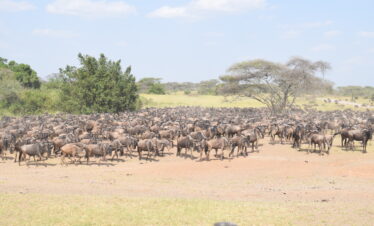 divulge adventures kenya wildebeest migration safari
