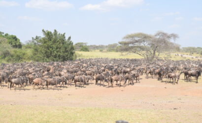 divulge adventures kenya wildebeest migration safari