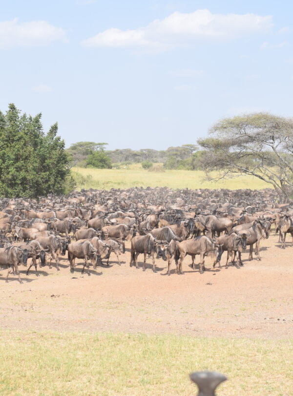 divulge adventures kenya wildebeest migration safari