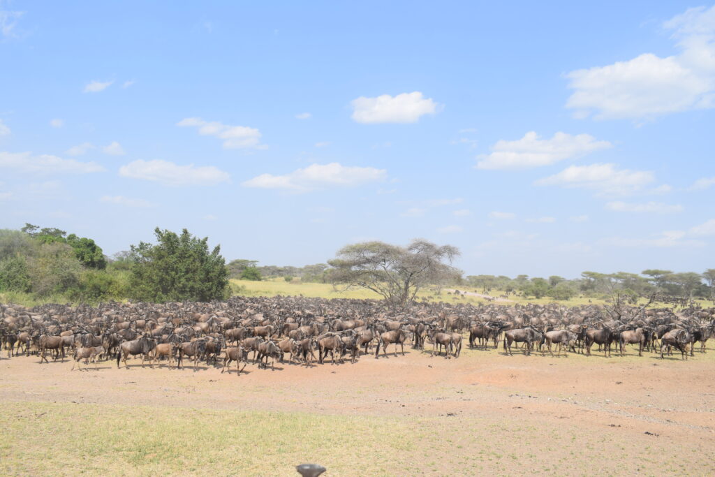 Kenya and Tanzania Safari