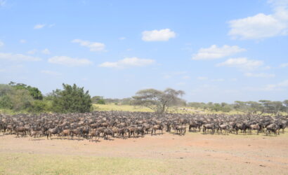 Kenya and Tanzania Safari