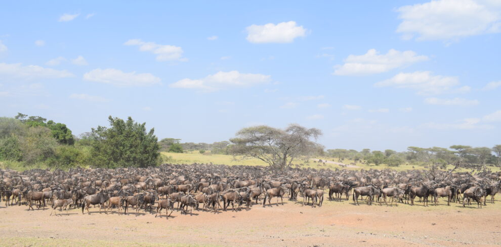 Kenya and Tanzania Safari