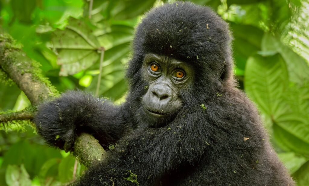 Gorilla Trekking Safari to Bwindi