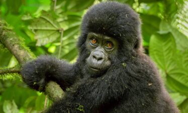 Gorilla Trekking Safari to Bwindi