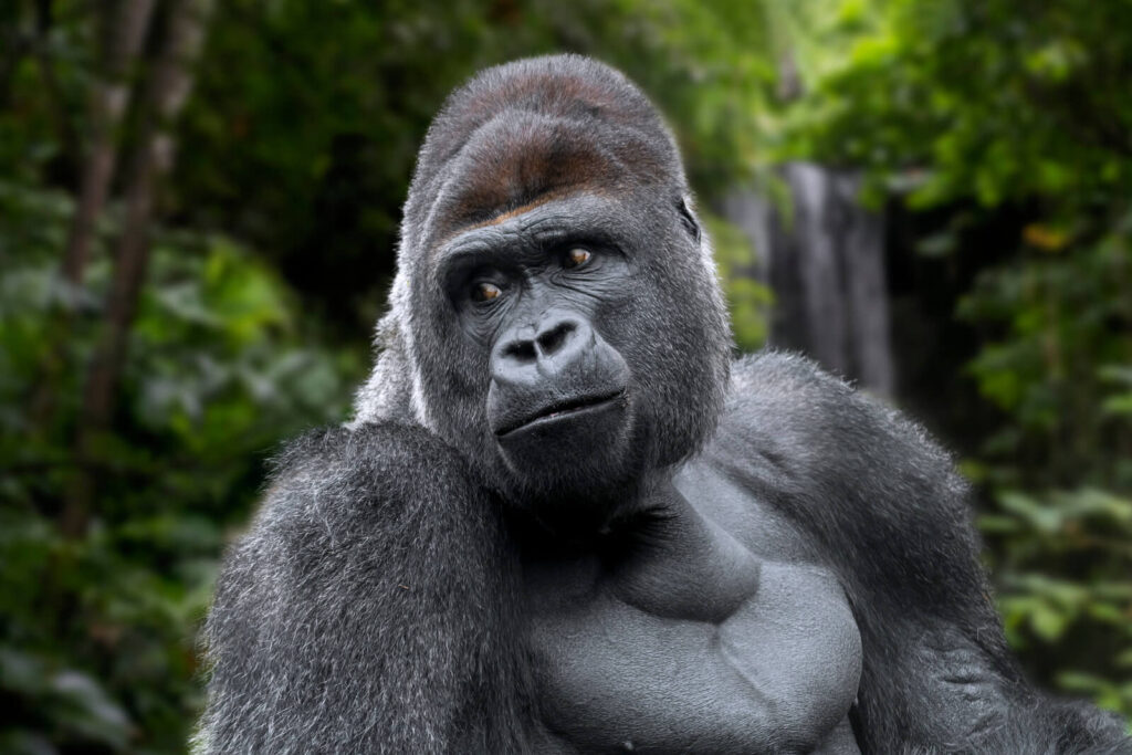 Gorilla and Chimpanzee Trekking Safari