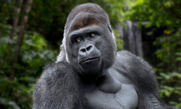 Gorilla and Chimpanzee Trekking Safari