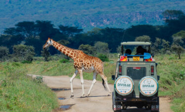 Rothschild's giraffes crossing a track in Lake Nakuru National Park