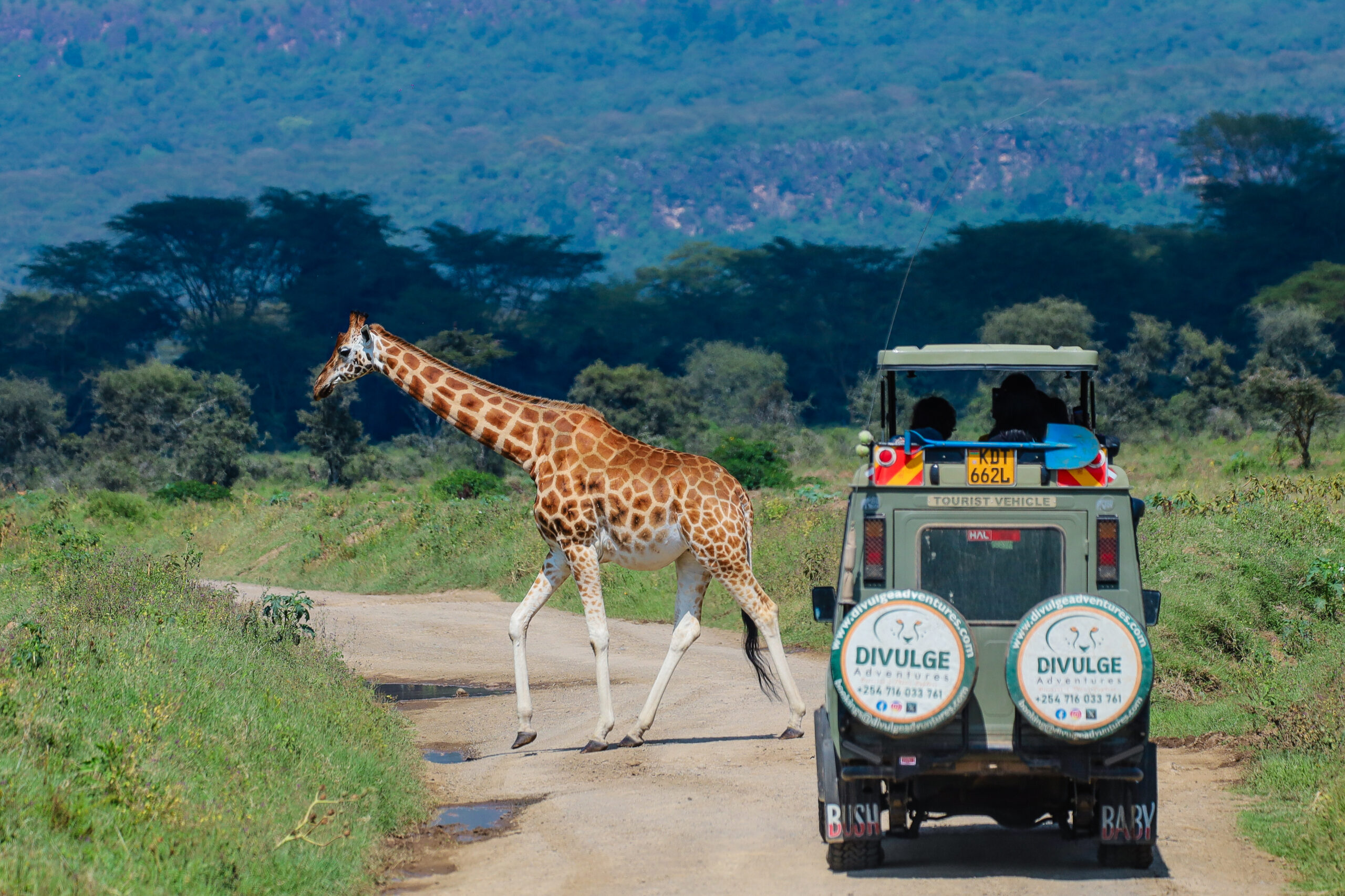 Rothschild's giraffes crossing a track in Lake Nakuru National Park