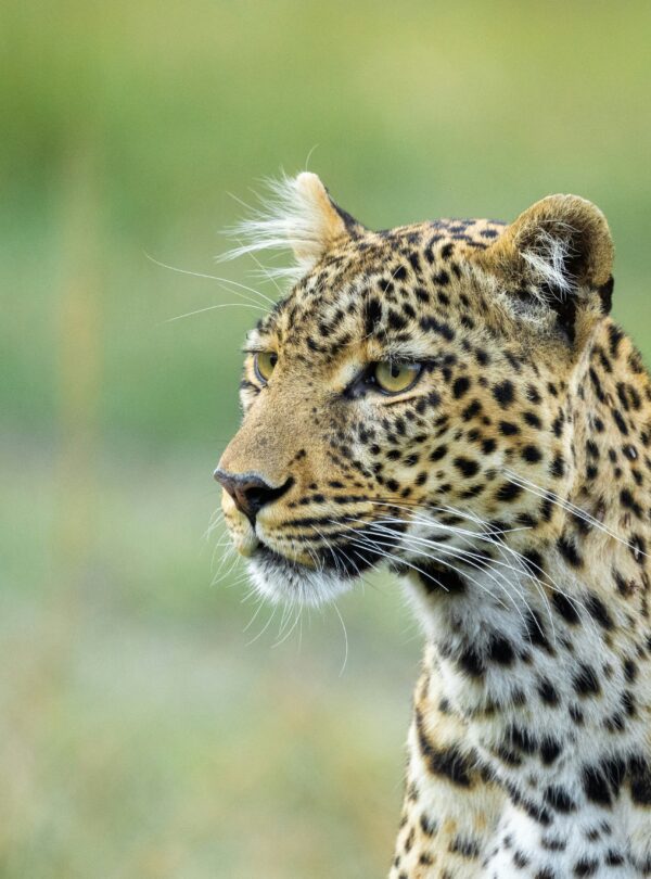 divulge adventures leopard