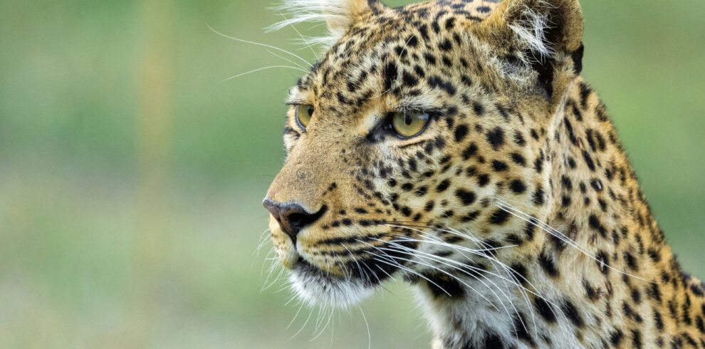 divulge adventures leopard