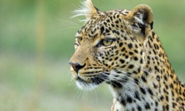 divulge adventures wildebeest migration safari