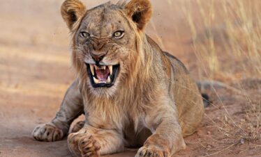 Game drive in Meru National Park, Kenya, with Divulge Adventures
