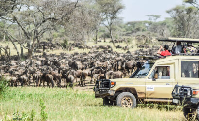 divulge adventures kenya wildebeest migration safari