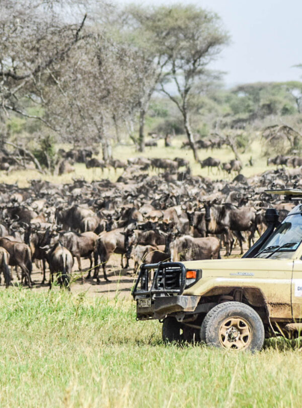 divulge adventures kenya wildebeest migration safari
