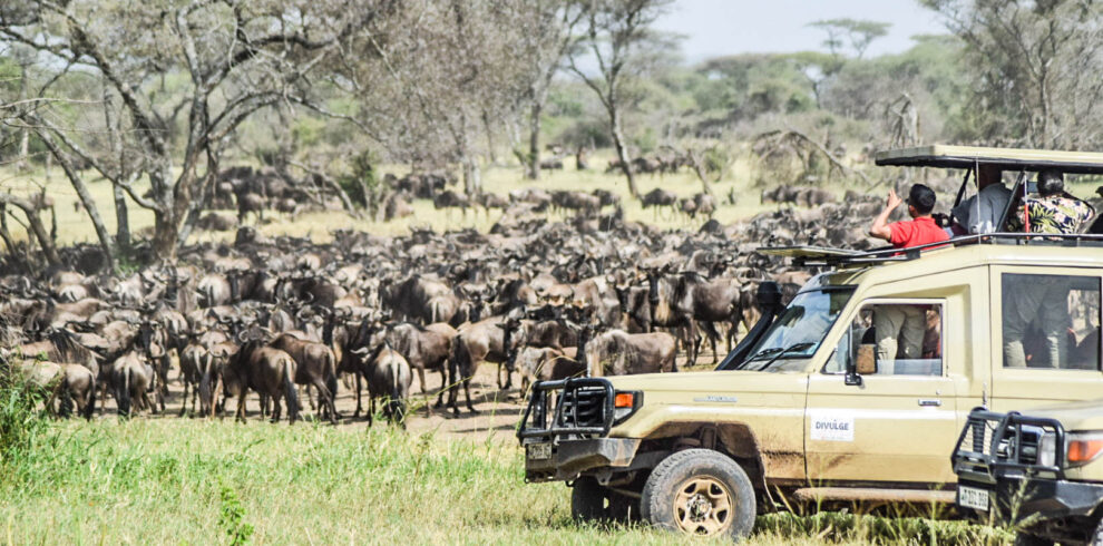 divulge adventures kenya wildebeest migration safari