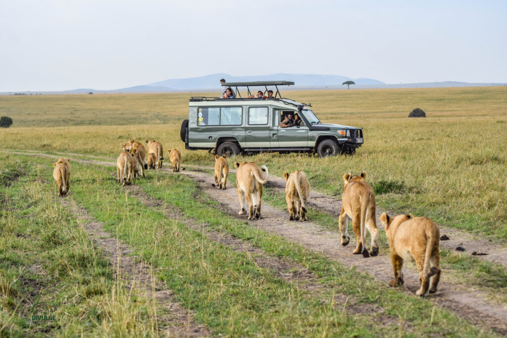 divulge adventures kenya and tanzania safari