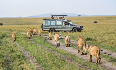 great migration Northern Tanzania Safari