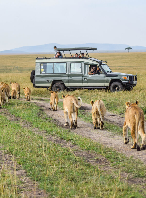 divulge adventures kenya and tanzania safari