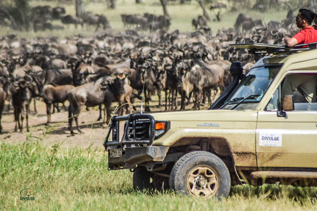divulge adventures kenya wildebeest migration safari