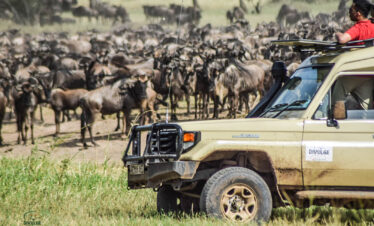 divulge adventures kenya wildebeest migration safari