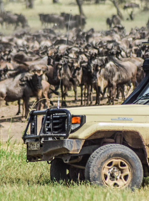 divulge adventures kenya wildebeest migration safari