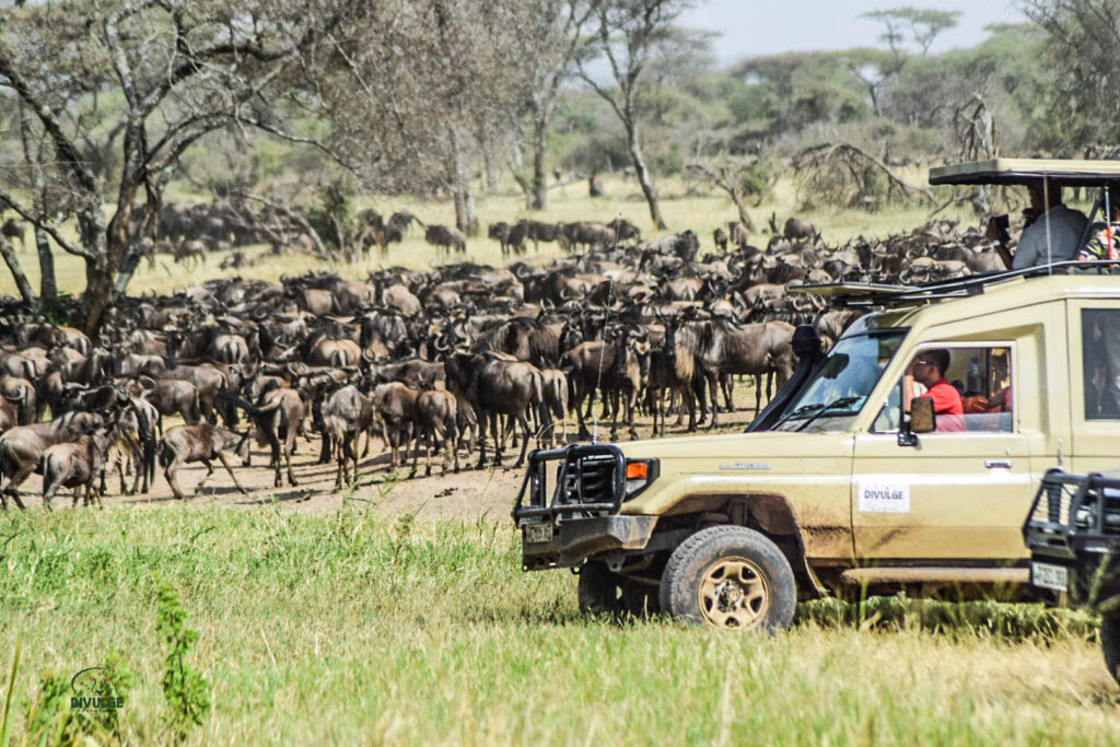 divulge adventures kenya and tanzania safari