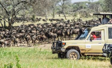 Tanzania Wildebeest Migration Safari