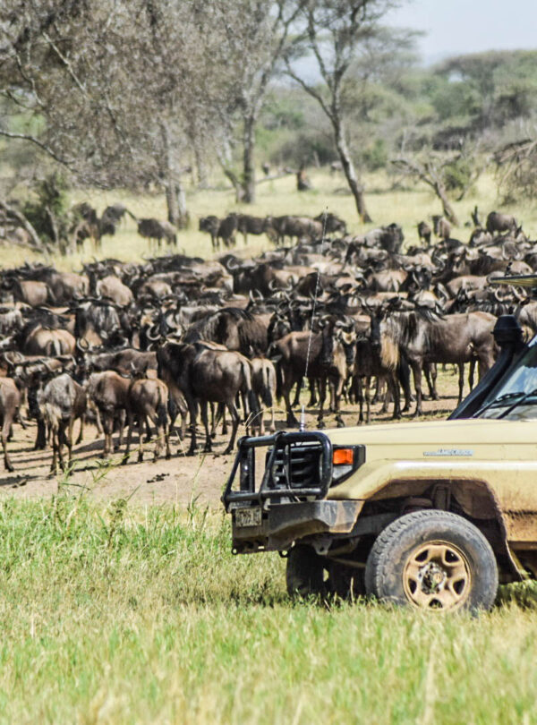 divulge adventures kenya and tanzania safari