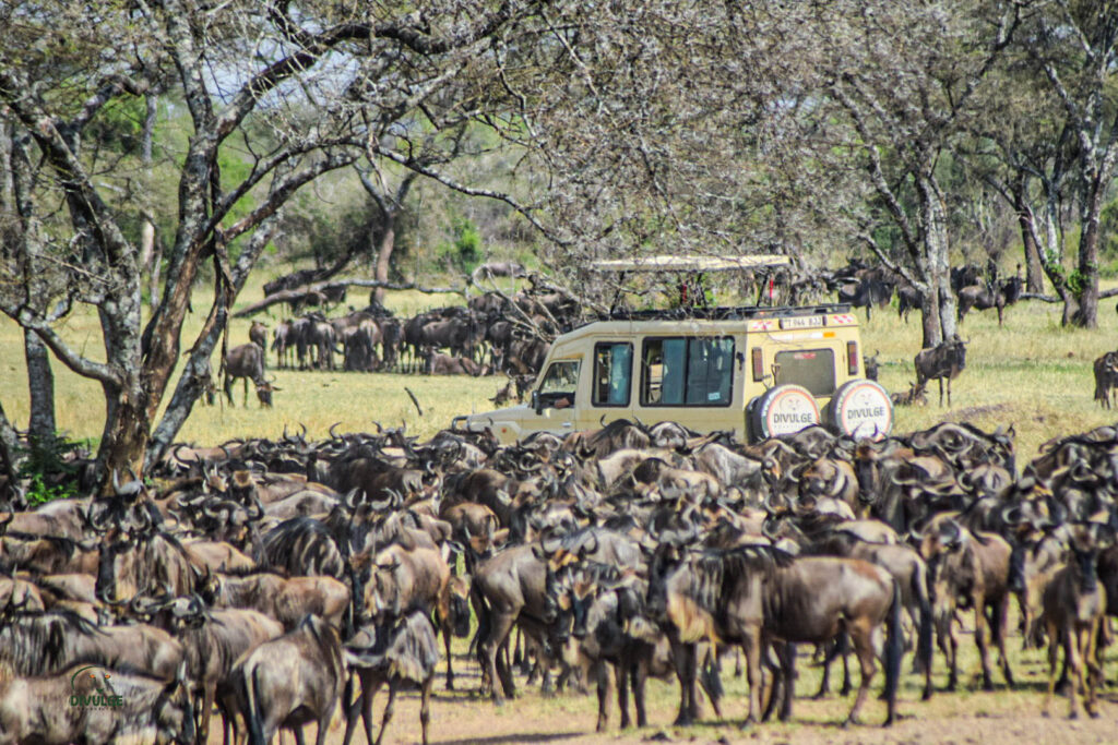 divulge adventures kenya wildebeest migration safari