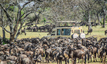 divulge adventures kenya wildebeest migration safari